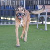 adoptable Dog in Waco, TX named ZEVA