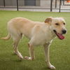 adoptable Dog in Waco, TX named FLORENCE