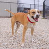 adoptable Dog in Waco, TX named REUBEN