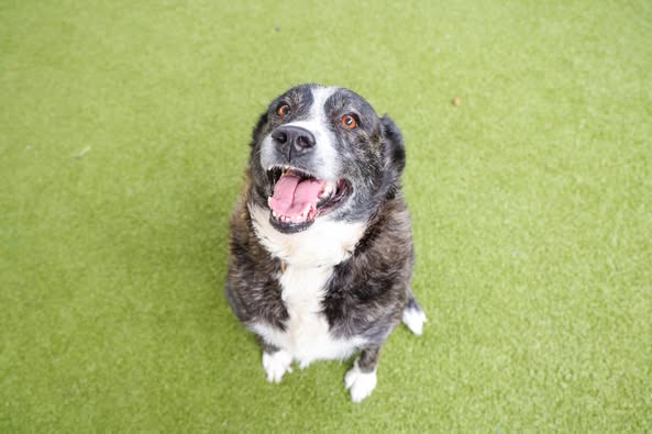 adoptable Dog in Waco, TX named HOLY COW