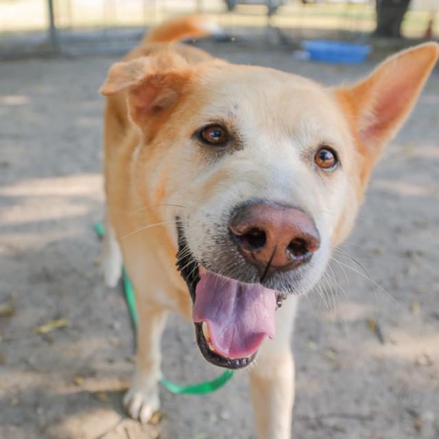 adoptable Dog in Waco, TX named CHILI