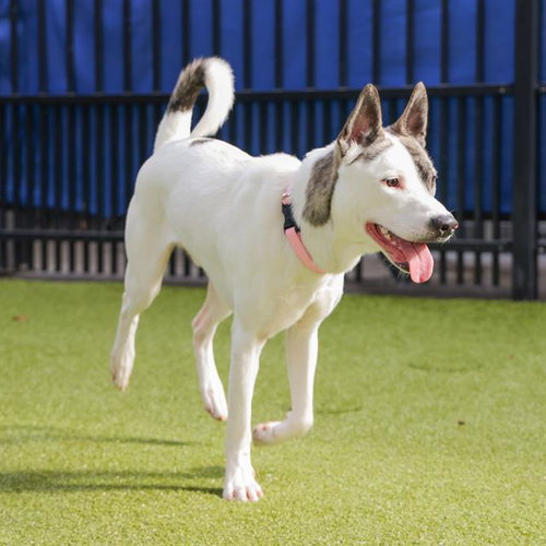 picture of the dog needing adoption