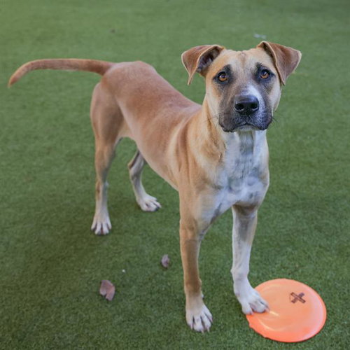 picture of the dog needing adoption