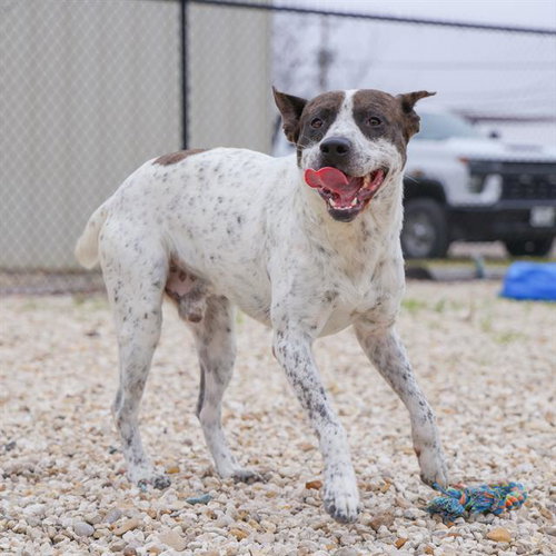 picture of the dog needing adoption