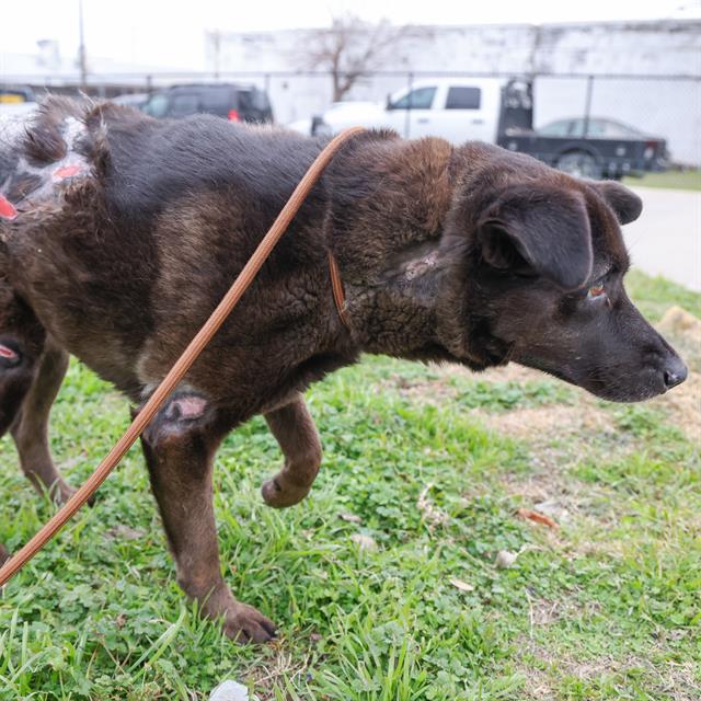 adoptable Dog in Waco, TX named QUEENIE