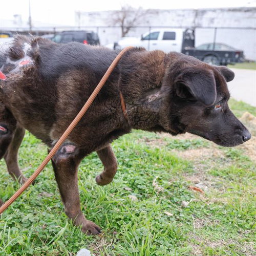 picture of the dog needing adoption
