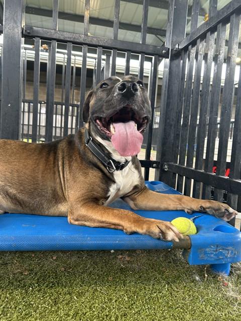 adoptable Dog in Waco, TX named PAC MAN