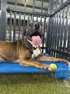adoptable Dog in  named PAC MAN