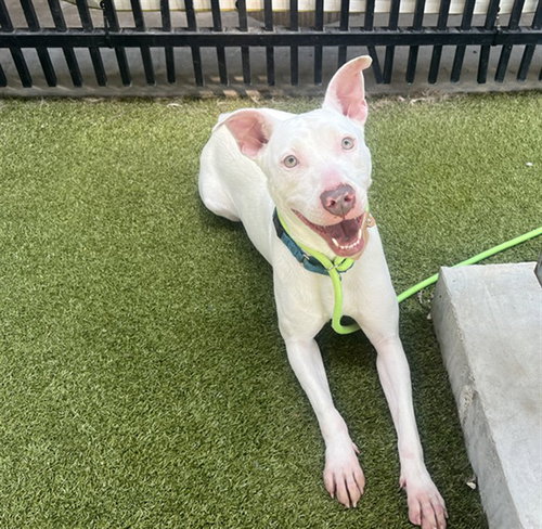 ASTRA - Pit Bull Terrier available for adoption