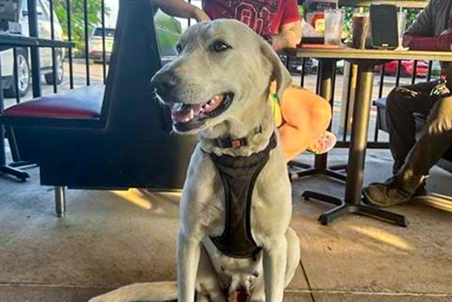 CRUELLA - Great Pyrenees available for adoption