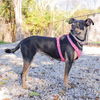 adoptable Dog in  named CHRISTINA
