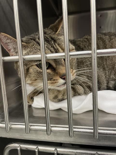 picture of the cat needing adoption