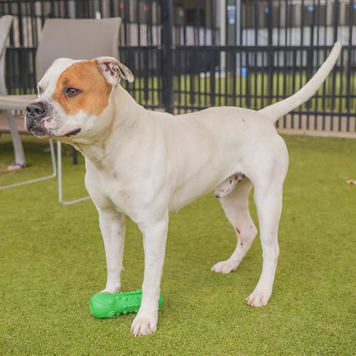 ENZO - Pit Bull Terrier available for adoption