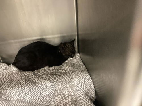 picture of the cat needing adoption