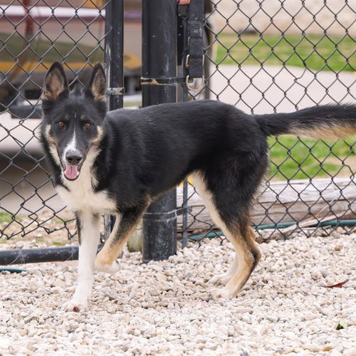 picture of the dog needing adoption