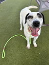 adoptable Dog in  named PERDITA