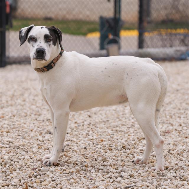 adoptable Dog in Waco, TX named PERDITA