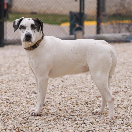 PERDITA - Dalmatian available for adoption