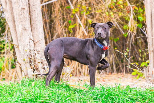 EBONY ELISE - Pit Bull Terrier / Labrador Retriever available for adoption