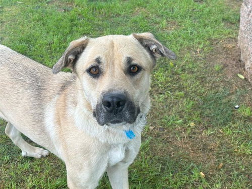 AURORA - Black Mouth Cur available for adoption