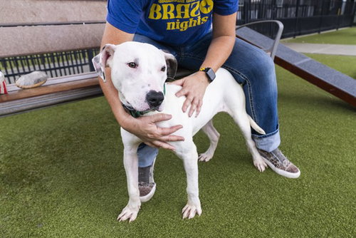 BELLE - Pit Bull Terrier available for adoption