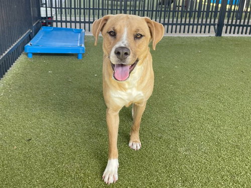 DAISY - Labrador Retriever available for adoption