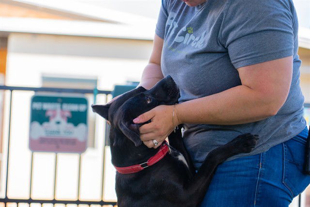 adoptable Dog in Waco, TX named PADFOOT