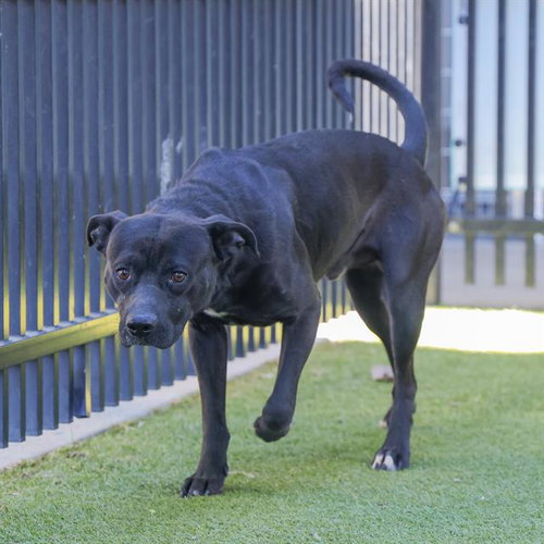 PADFOOT - American Staffordshire Terrier available for adoption