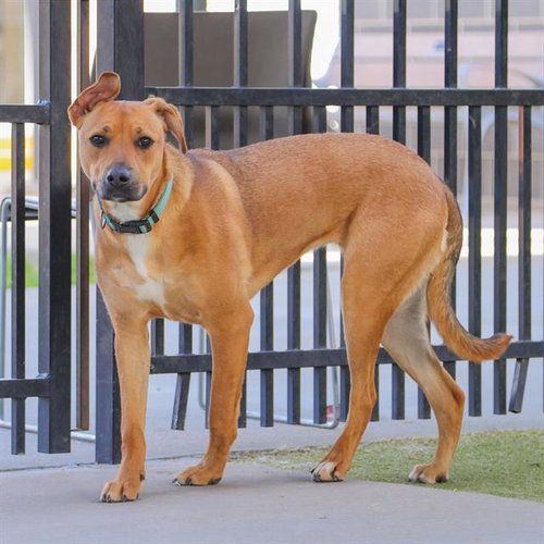 JEYLA - Labrador Retriever available for adoption