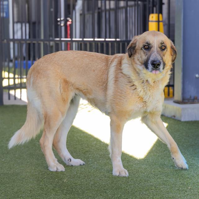 adoptable Dog in Waco, TX named HERMIONE