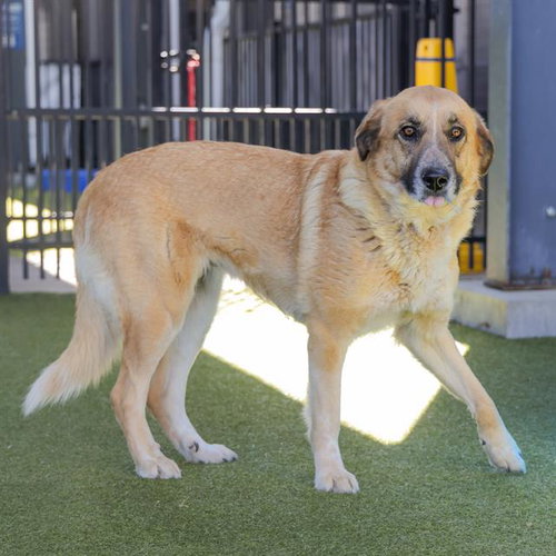 HERMIONE - Anatolian Shepherd available for adoption