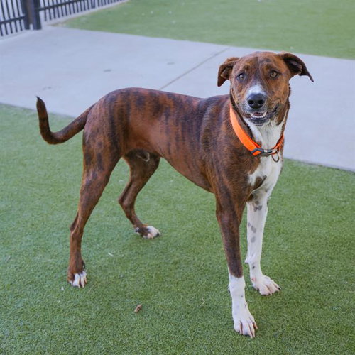 CHARLIE - Plott Hound available for adoption