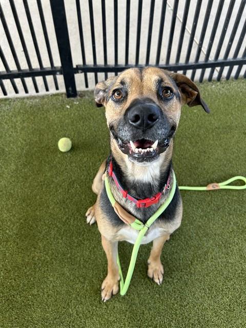 DORTHEA - Harrier available for adoption