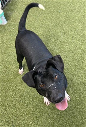 REBBEL - Labrador Retriever available for adoption