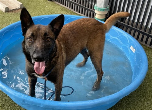 GATOR - Belgian Shepherd Malinois / German Shepherd Dog available for adoption