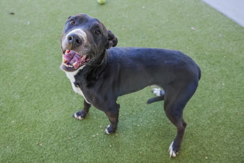 REX - Pit Bull Terrier available for adoption