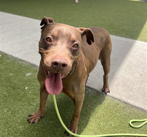 SLOAN - Pit Bull Terrier available for adoption