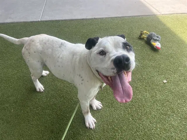 Owl - American Staffordshire Terrier