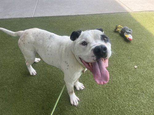 OWL - American Staffordshire Terrier available for adoption