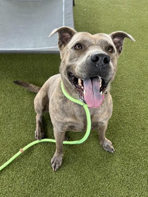 MAMA DOG - Pit Bull Terrier available for adoption