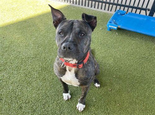 MARLEE - Pit Bull Terrier available for adoption