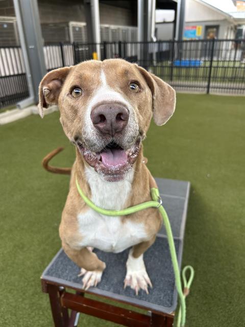 BUGLE - Basset Hound / Pit Bull Terrier available for adoption