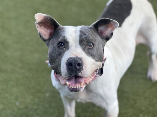 PETUNIA - Pit Bull Terrier available for adoption