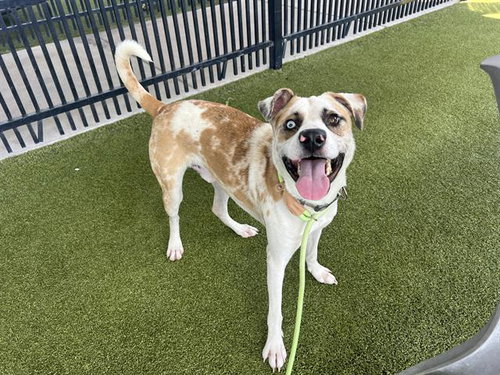 GROVER - Catahoula Leopard Dog available for adoption