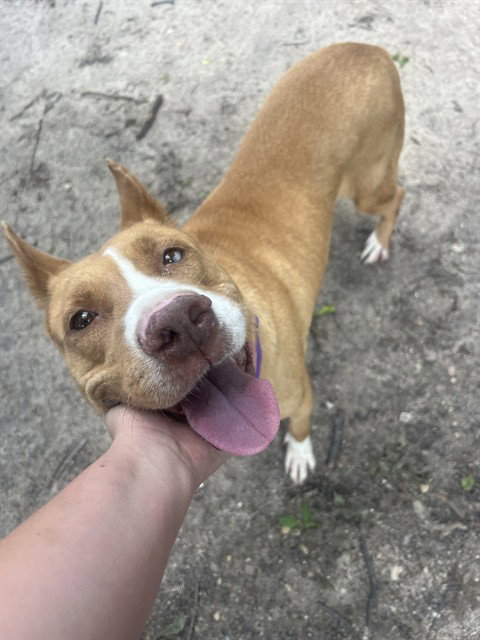 DOTTIE HINSON - Basenji available for adoption
