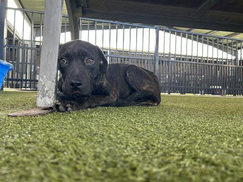 JUDE PAW - Pit Bull Terrier available for adoption