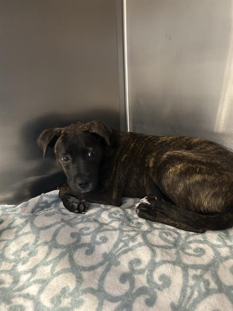 LADY PAWPAW - Pit Bull Terrier available for adoption