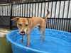 adoptable Dog in waco, TX named BABE WOOF