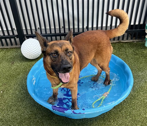 KENNY DEE - German Shepherd Dog available for adoption