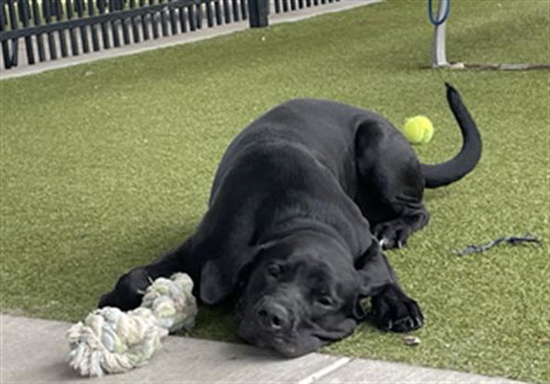 JACK LEITER - Labrador Retriever available for adoption